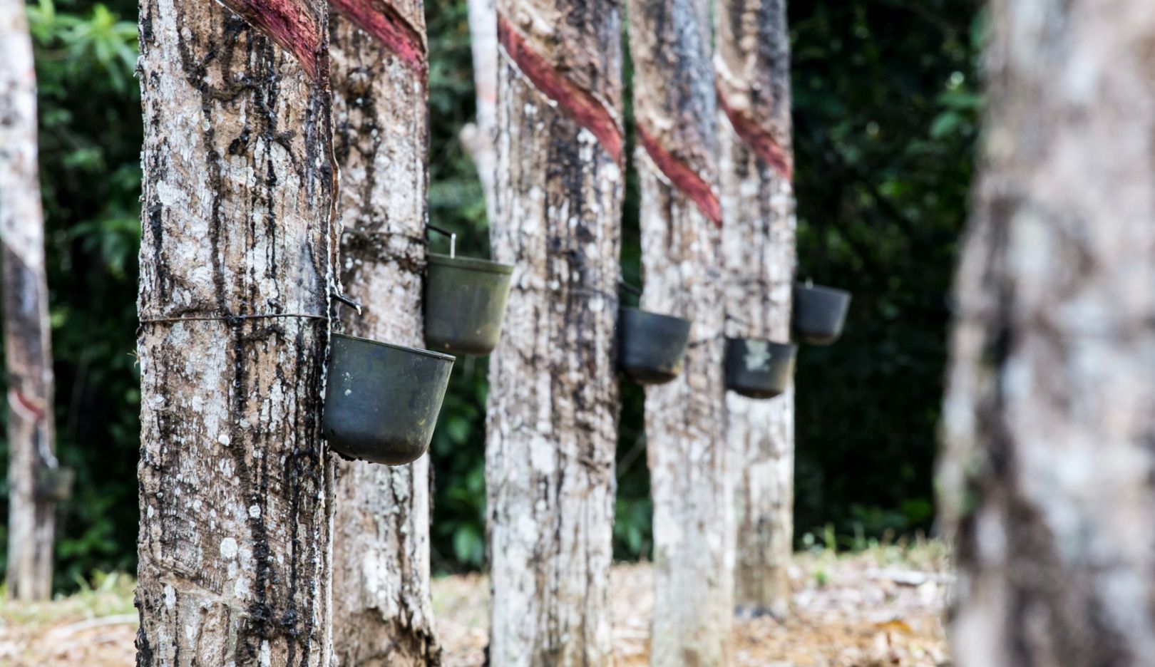 Rubber extraction, Indonesia, 2021, Porsche AG