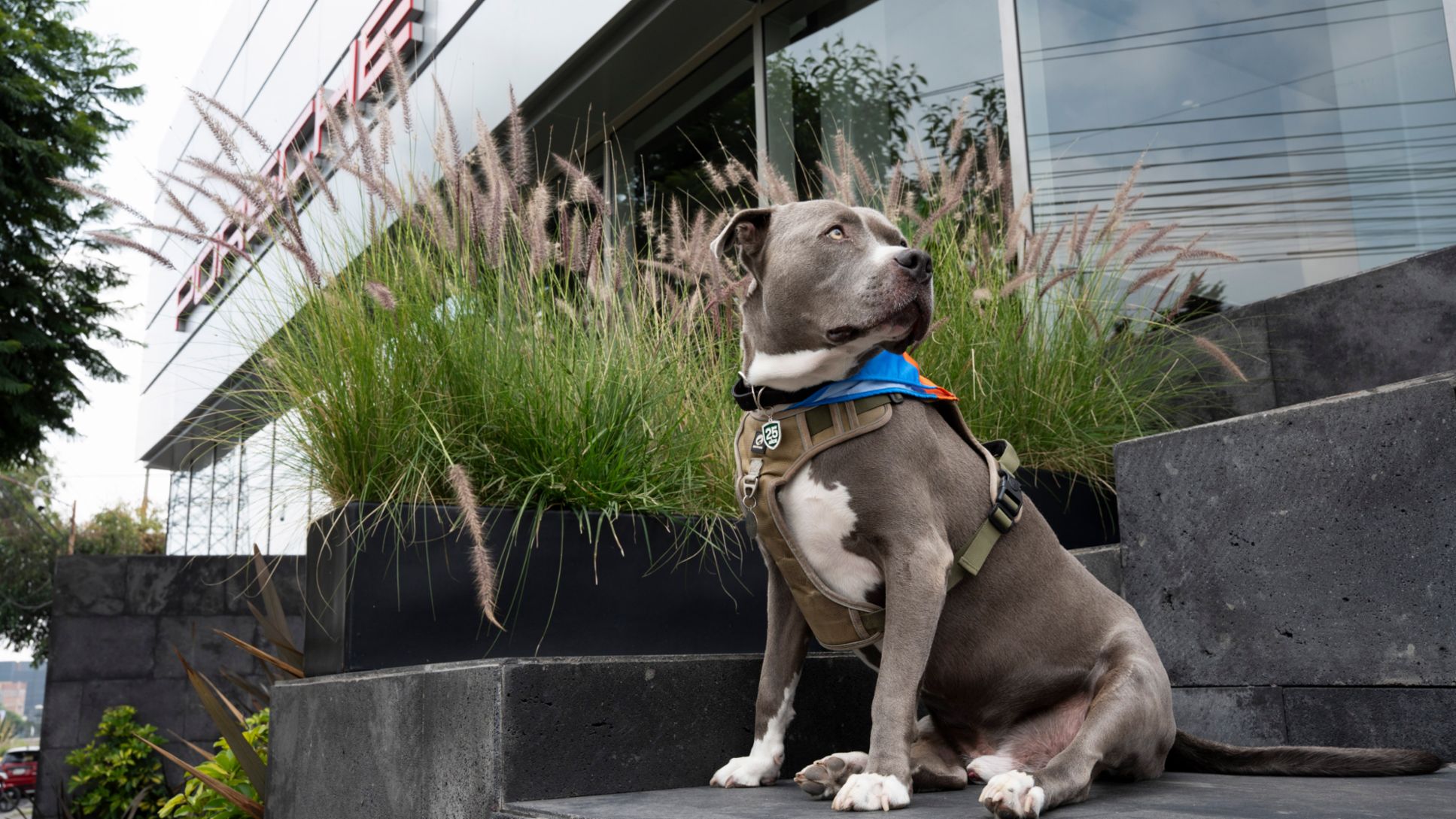 Porsche de M&eacute;xico celebra la segunda edici&oacute;n de su jornada solidaria por el D&iacute;a Mundial del Perro; Porsche de M&eacute;xico, 2026.