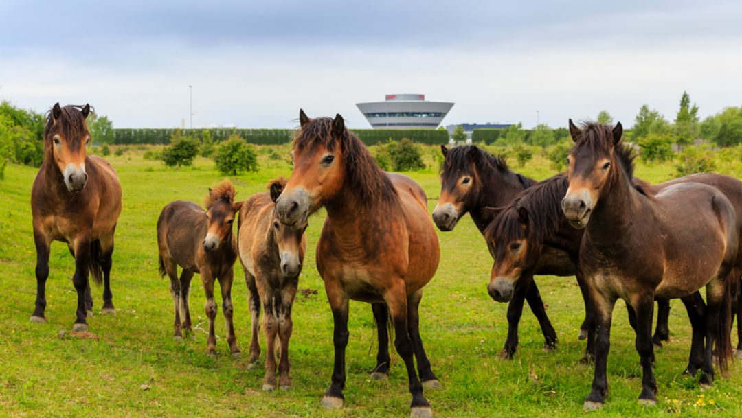 Exmoor ponies at pasture, Leipzig, 2018, Porsche Leipzig GmbH