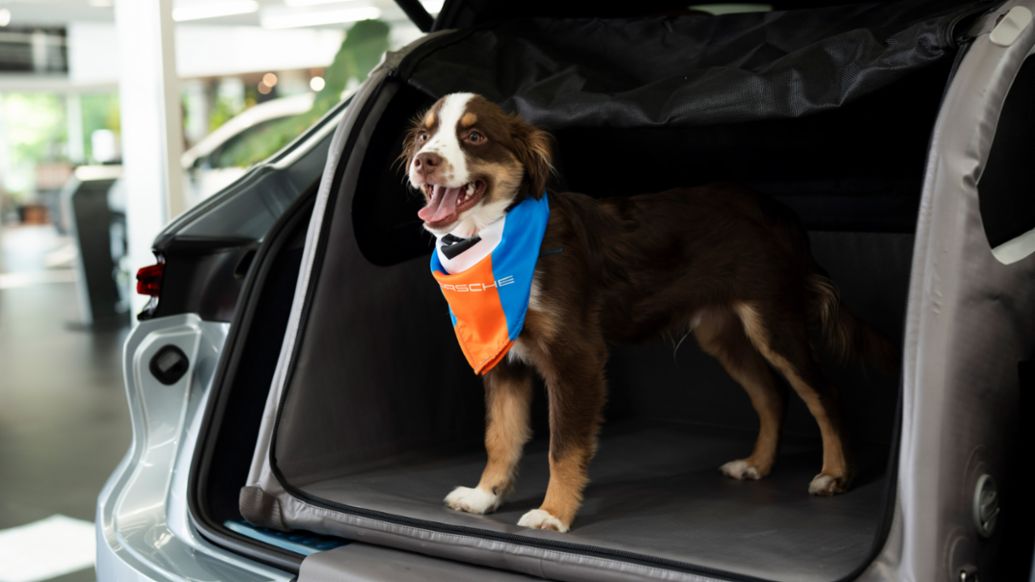 Porsche de M&eacute;xico celebra la segunda edici&oacute;n de su jornada solidaria por el D&iacute;a Mundial del Perro; Porsche de M&eacute;xico, 2026.