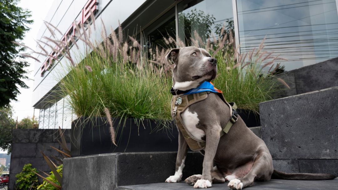 Porsche de México celebra la segunda edición de su jornada solidaria por el Día Mundial del Perro.