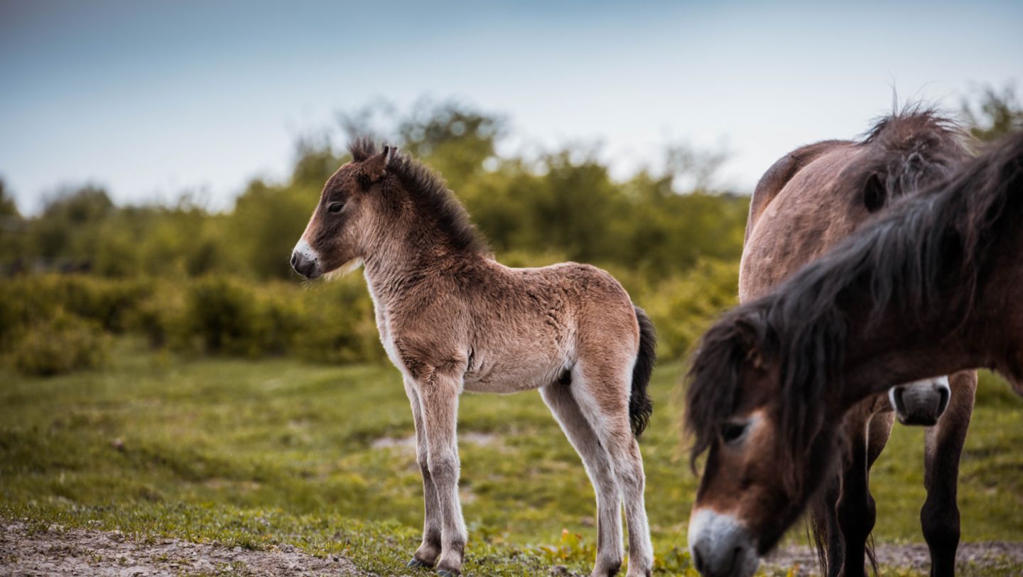 Exmoor ponies at pasture, Leipzig, 2018, Porsche Leipzig GmbH